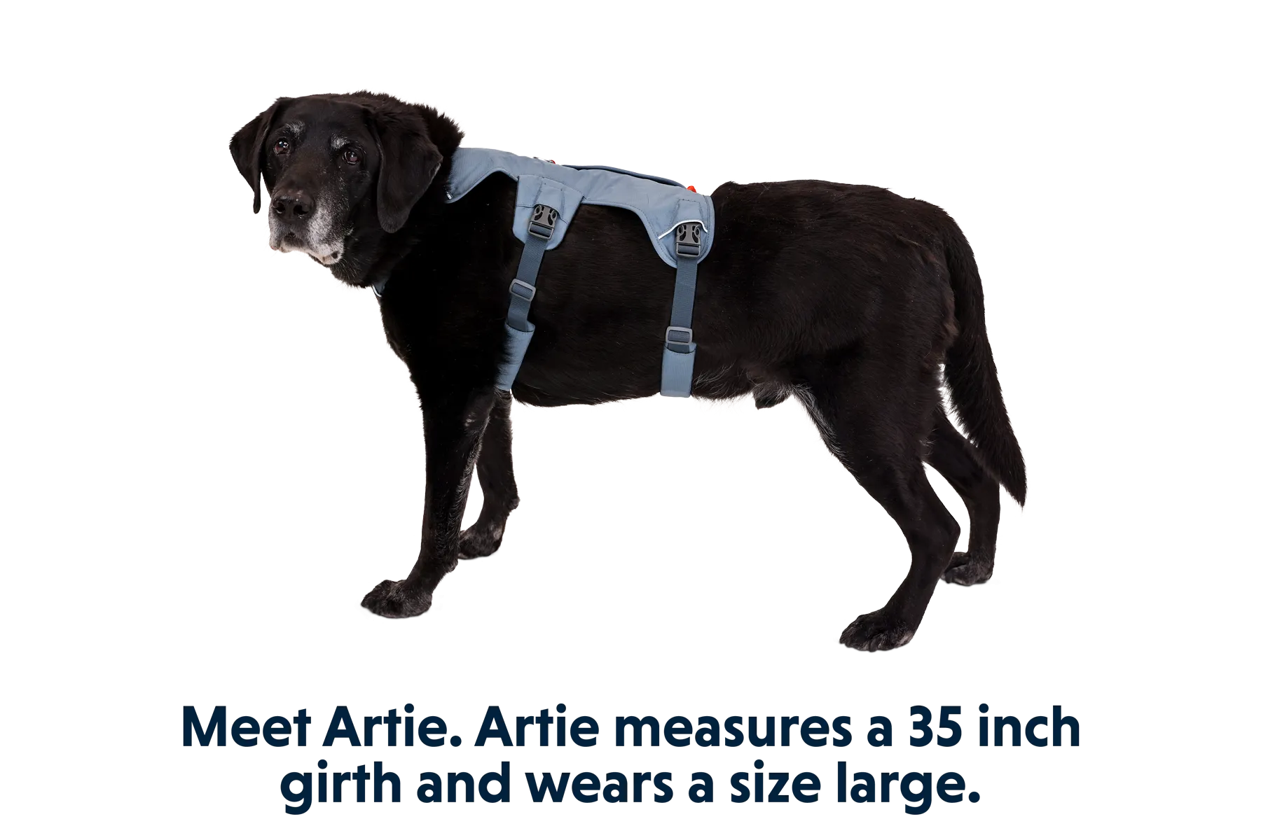 RP - Web Master™ Dog Harness with Handle